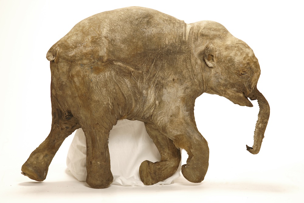 Photo of Lyuba, a frozen baby mammoth.