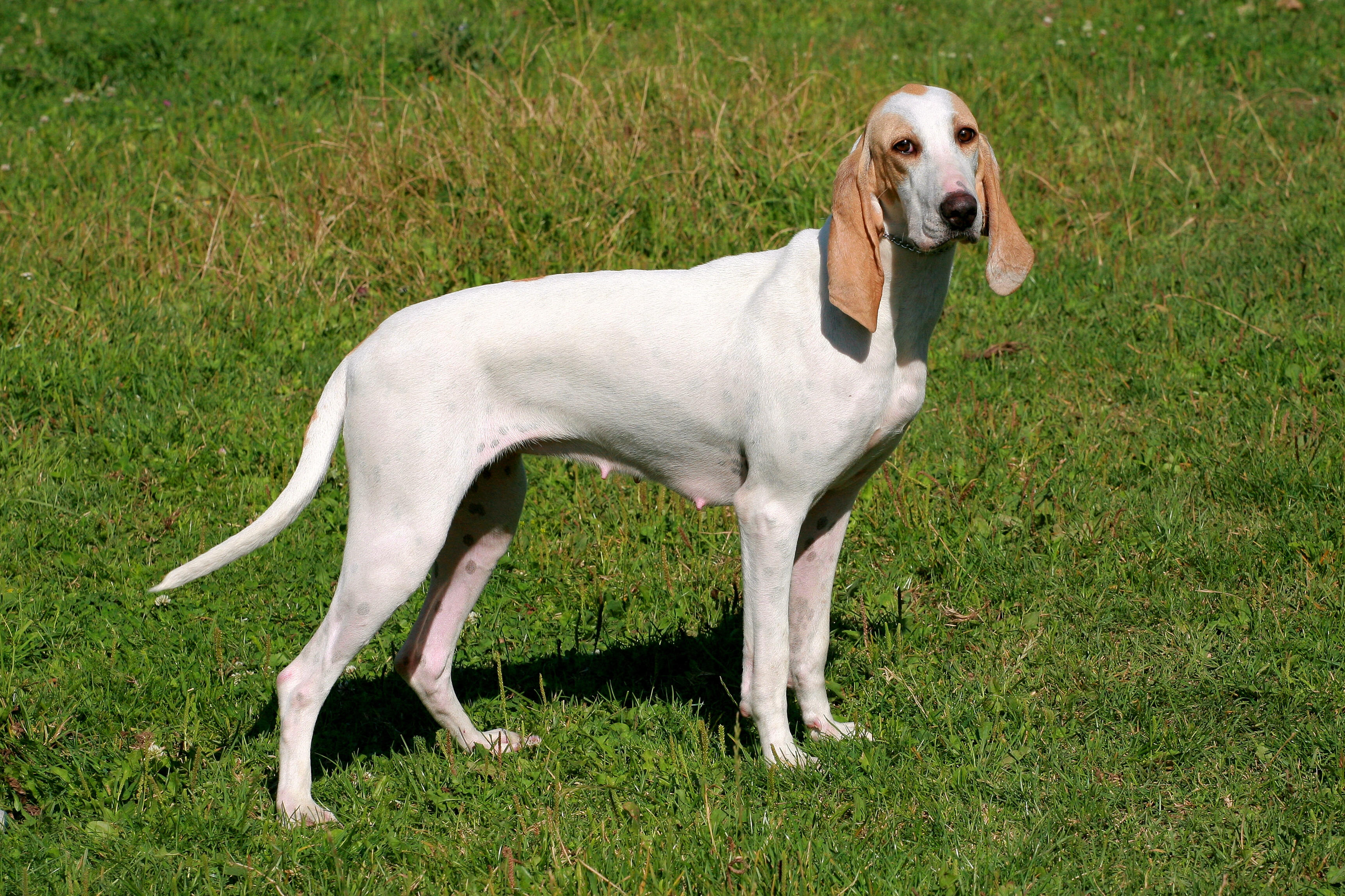 A Porcelaine hound standing in grass, its sleek white coat and long, finely shaped ears typical of the breed.