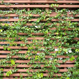 Ivy climbing over wooden fence