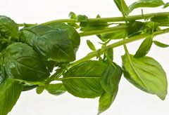 Basil is the latest anti-ageing superfood