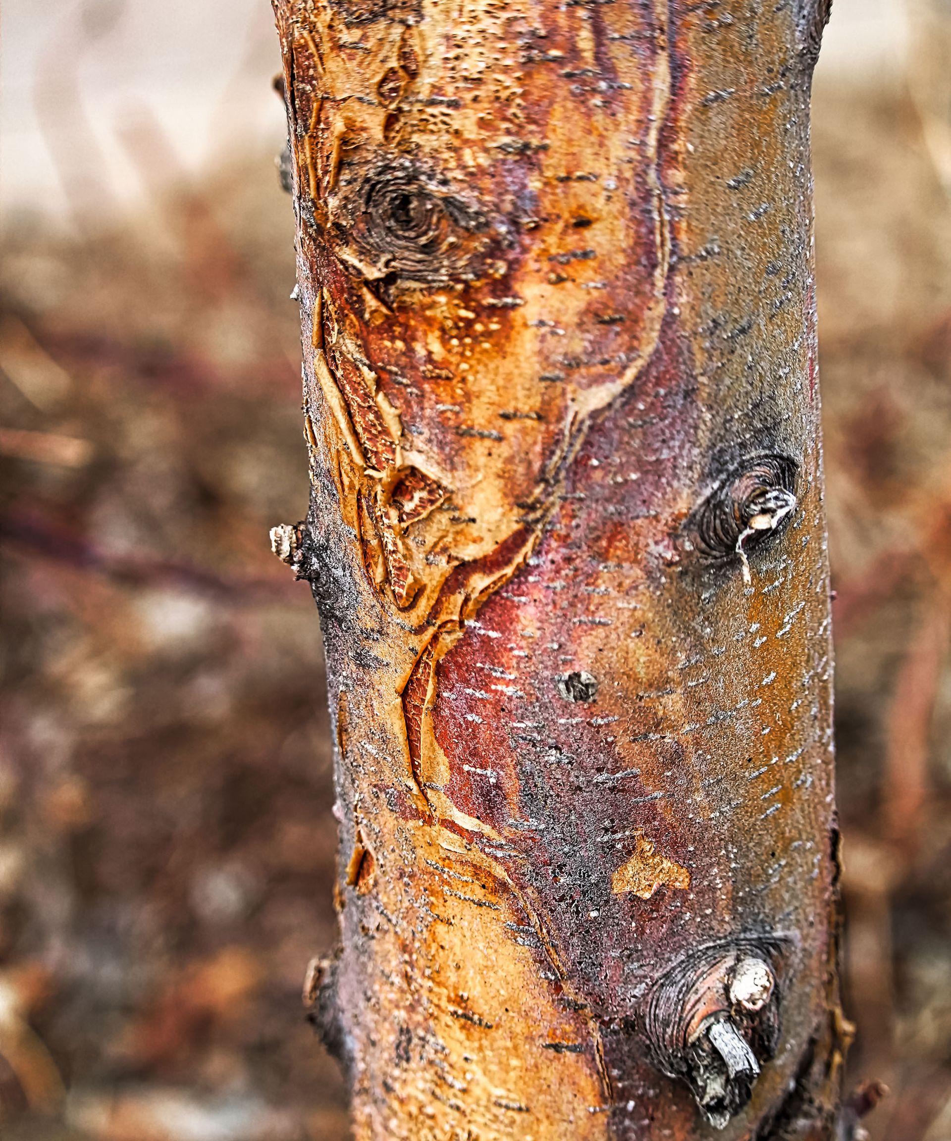 Closeup of a sun scald damage on a tree trunk