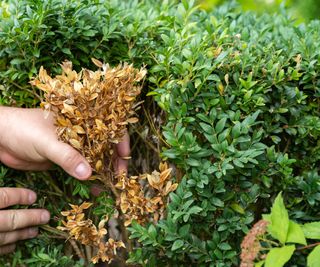 boxwood leaf damage caused by boxwood leafminer