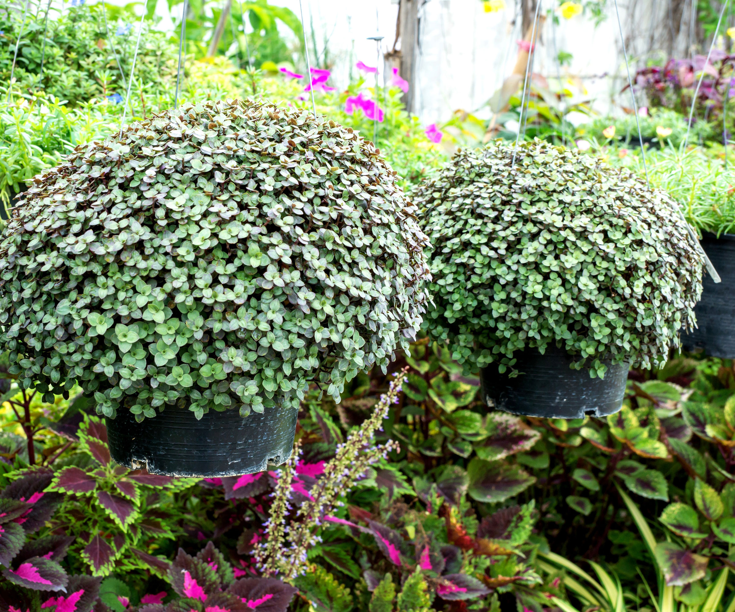 low hanging basket of dichondra