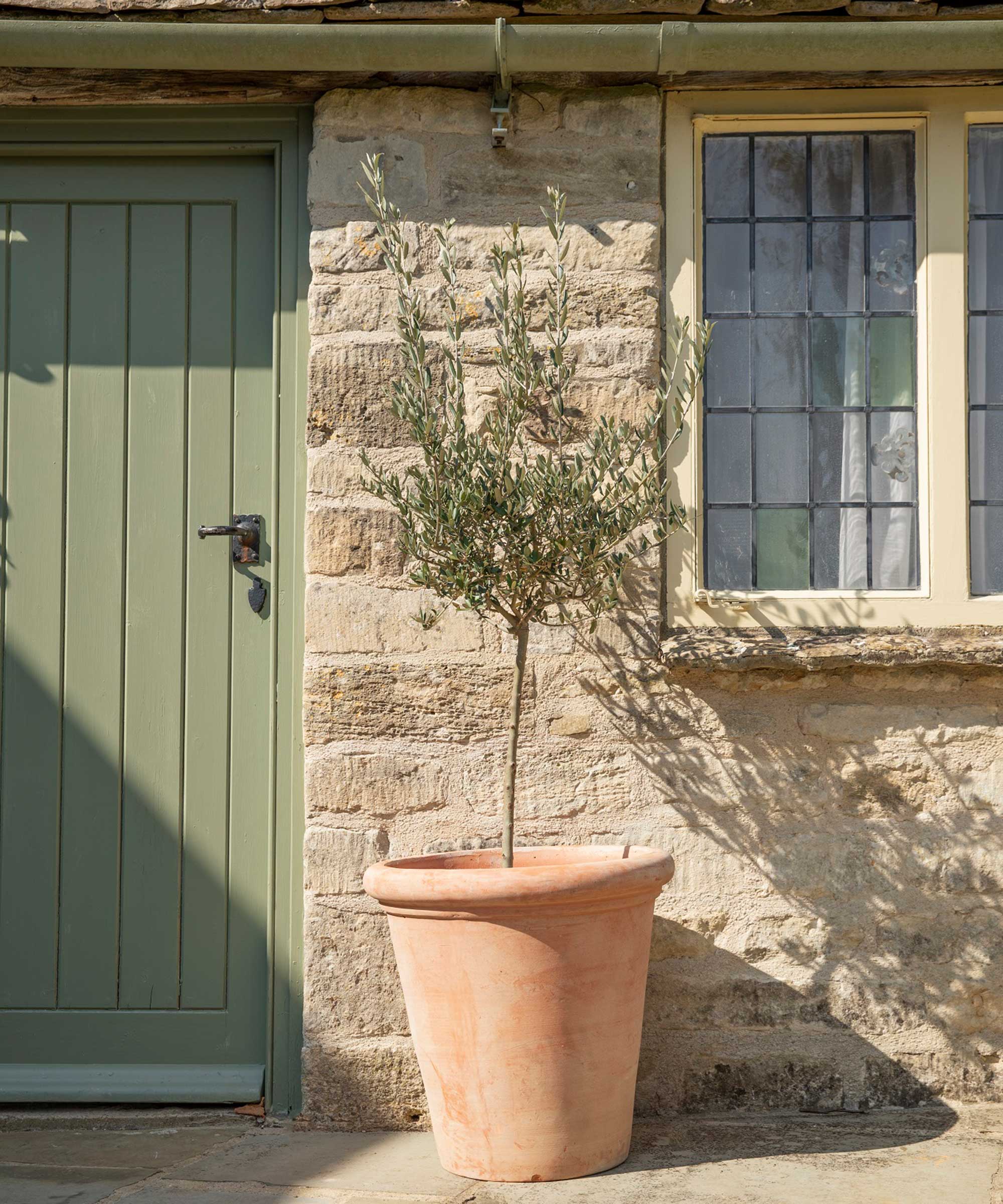 terracotta pot in courtyard from gardenesque