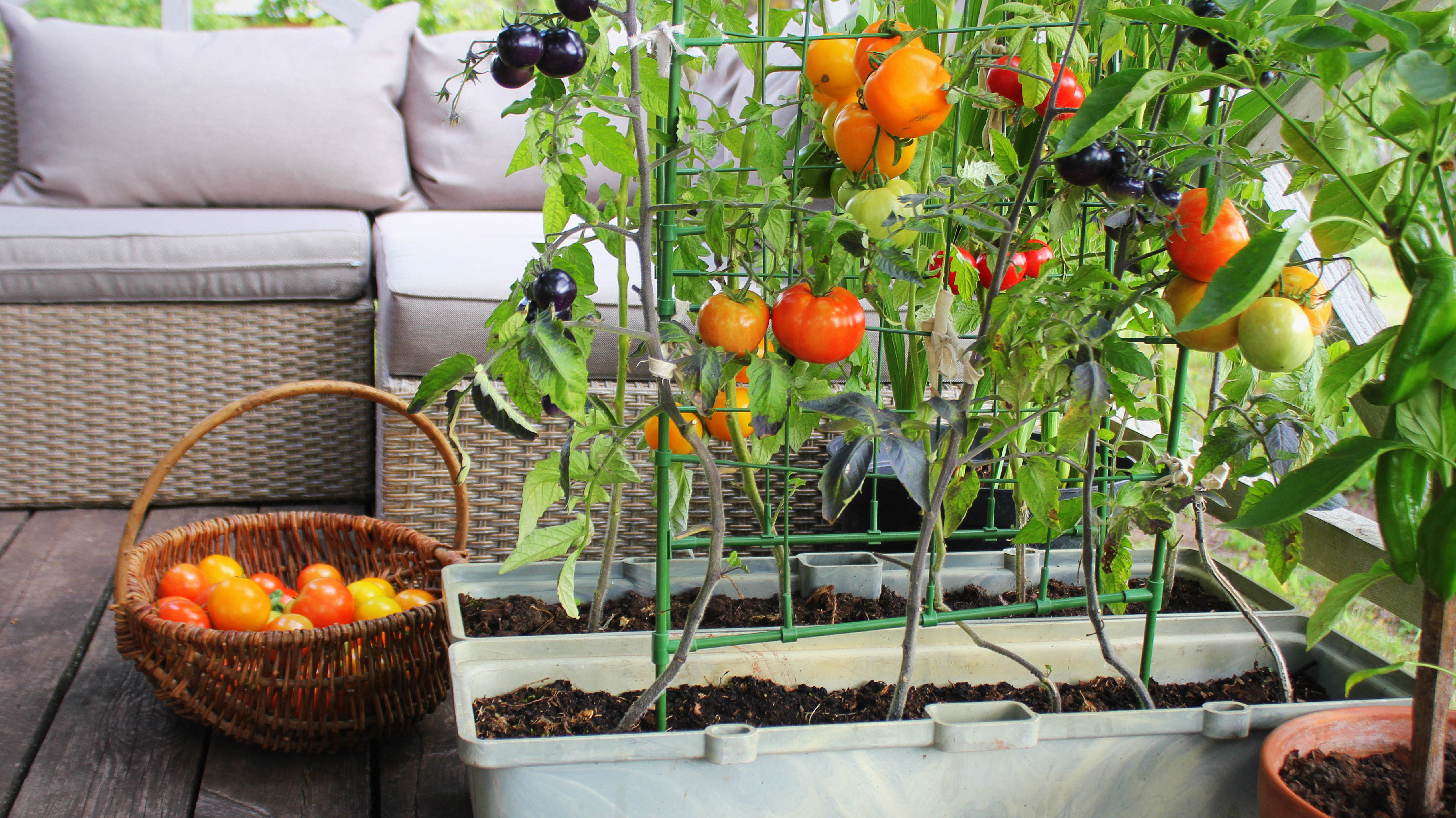 10 Fruits and Vegetables You Can Grow Indoors