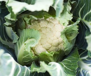 Cauliflower head in a vegetable garden
