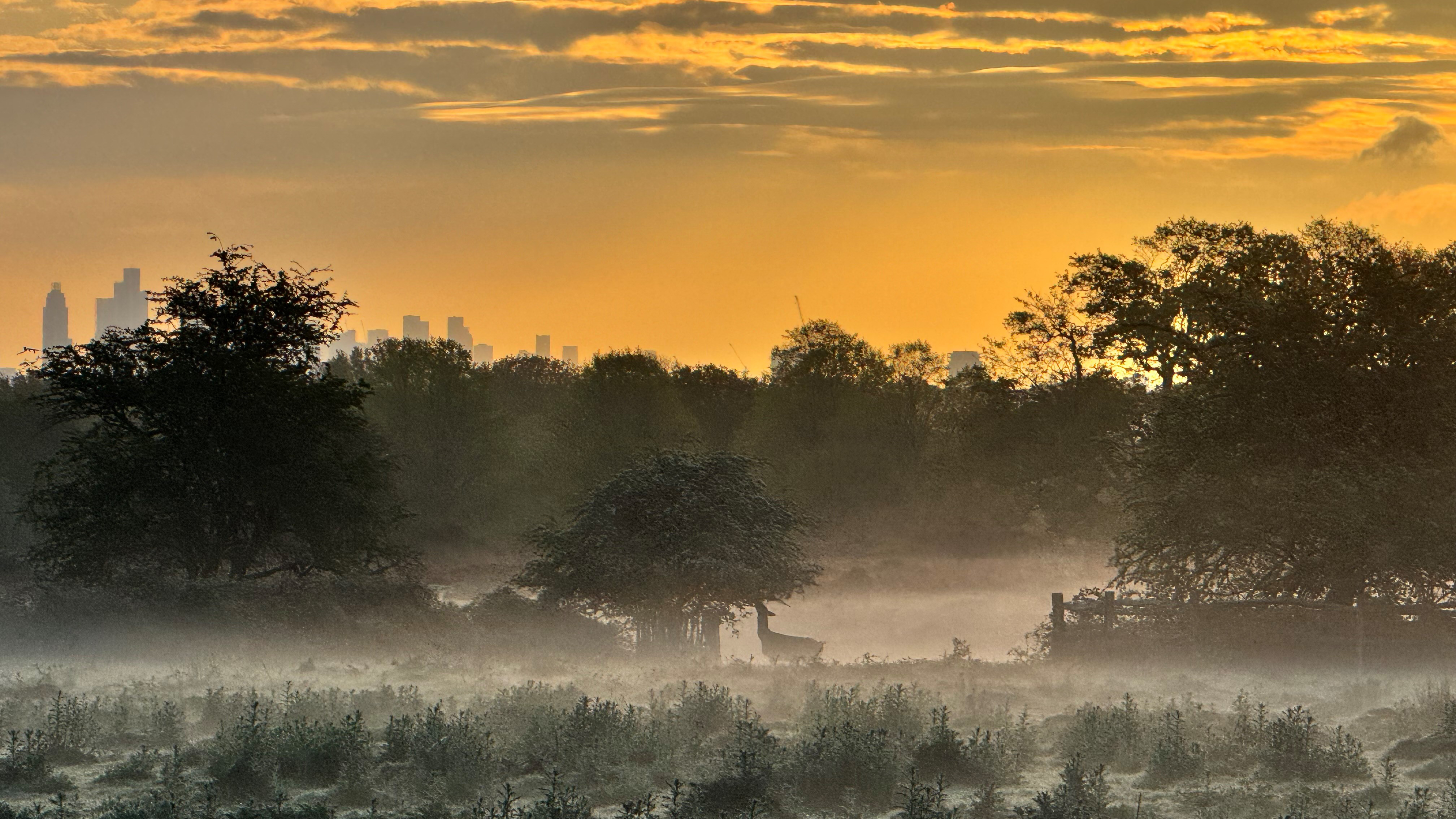 Deer in park at sunset