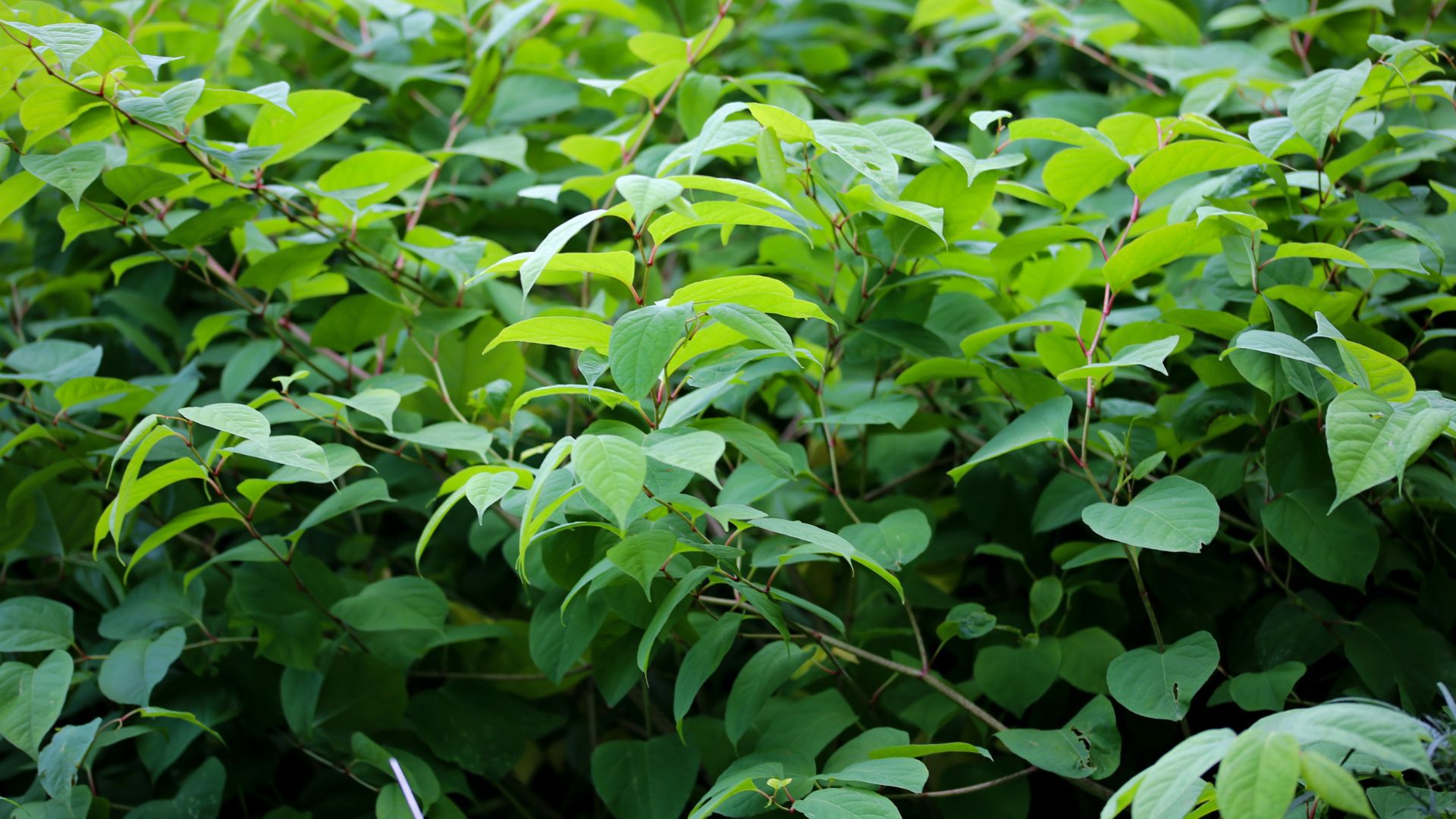 picture of japanese knotweed growing in woodland