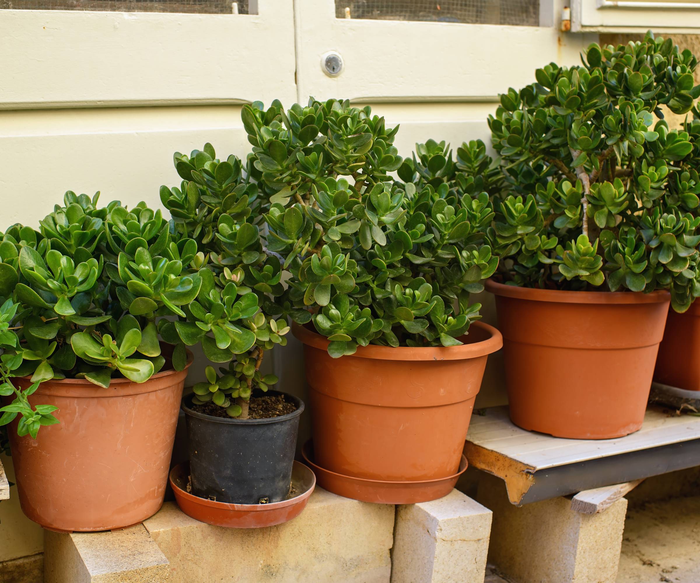Four potted jade plants outdoors