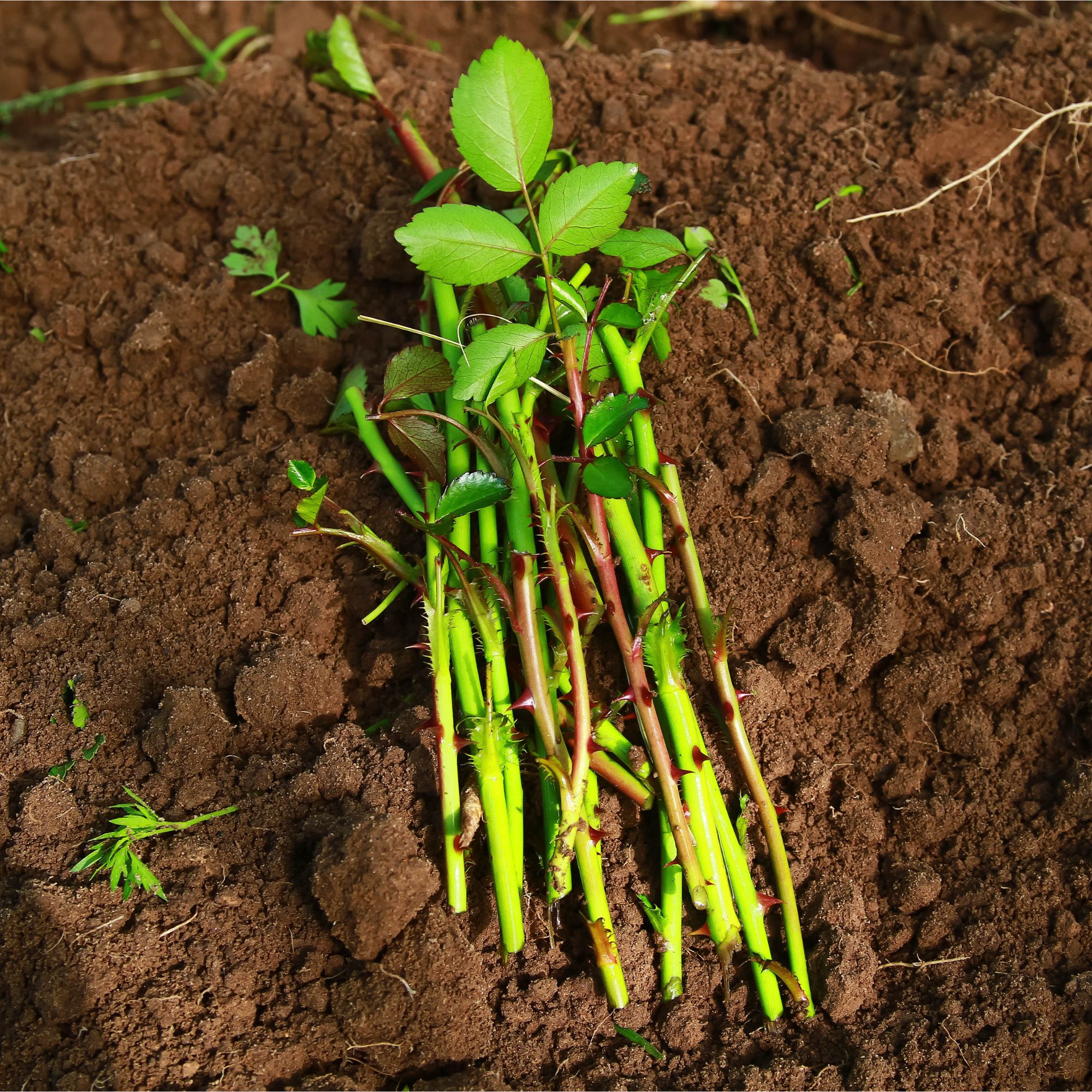 Rose cuttings on soil