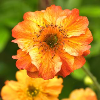 Geums in bloom