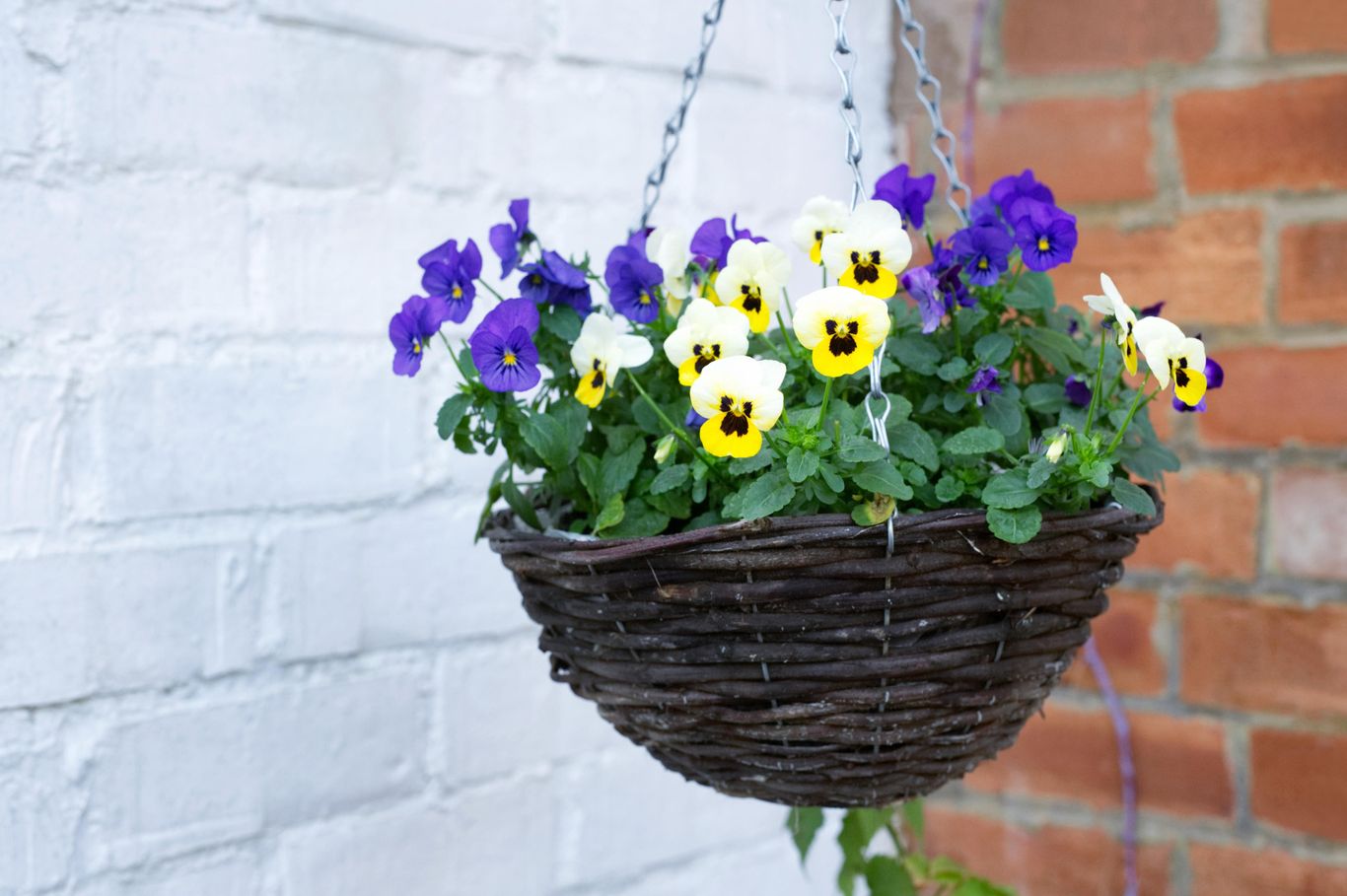 Plants for winter hanging baskets inject colour and interest into your