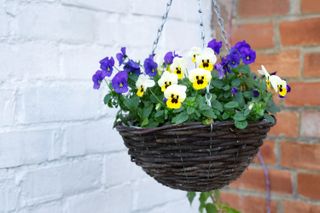 winter hanging basket with winter pansies and violas
