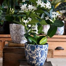 madagascar jasmine in blue and white and grey and white pots on table