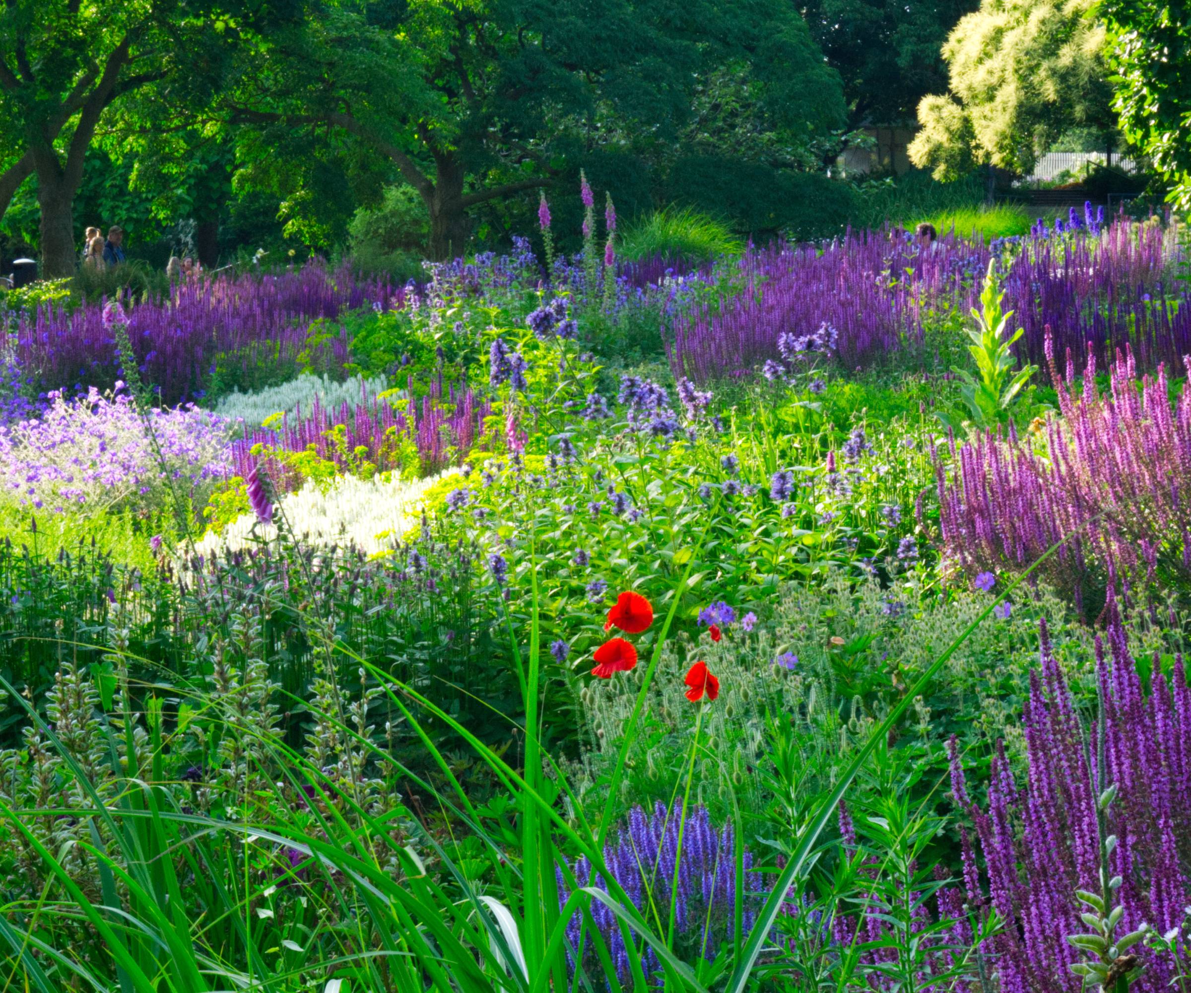 A garden with purple and red flowers