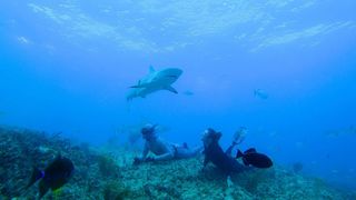 Shark Academy on Discovery Plus