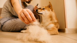 Dog shedding hair on floor and woman placing it in a pile