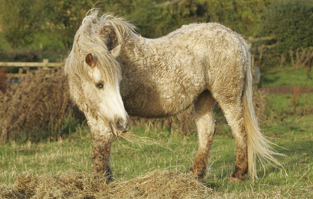 cushings.jpg