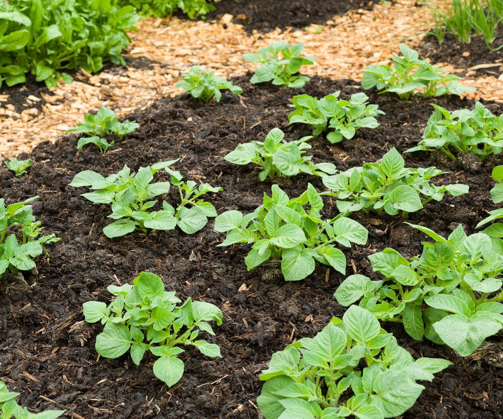 How to start a vegetable garden 10step plan for success Homes & Gardens