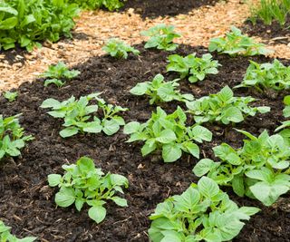 potatoes growing in a no dig vegetable garden bed