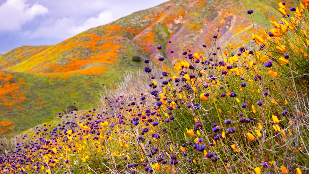 Wild flower fields at Lake Elsinore, California, during 2019 superbloom