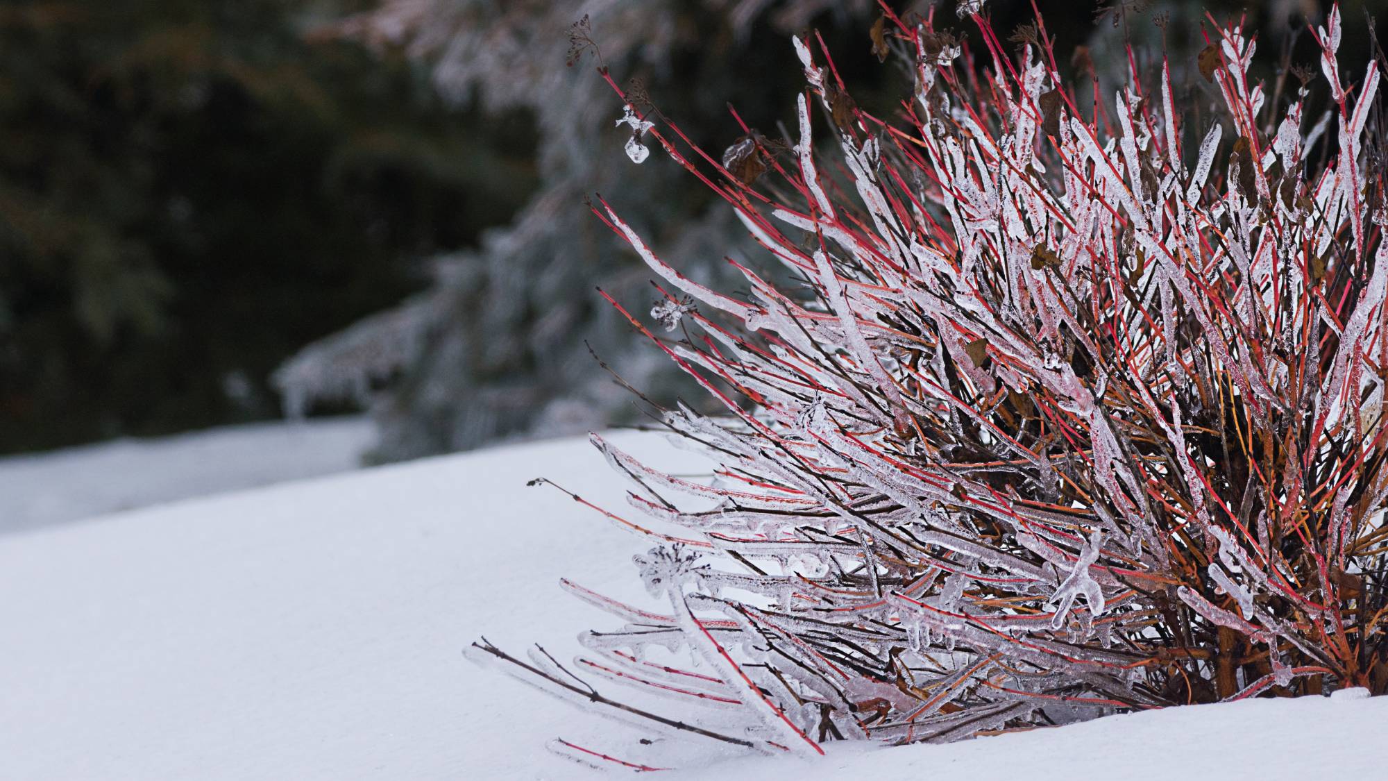 Red twig dogwood bush in snow encased in ice