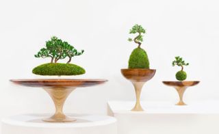Plant pots in wooden bases