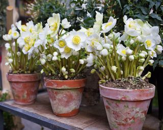 White hellebores blooming in terracotta pots