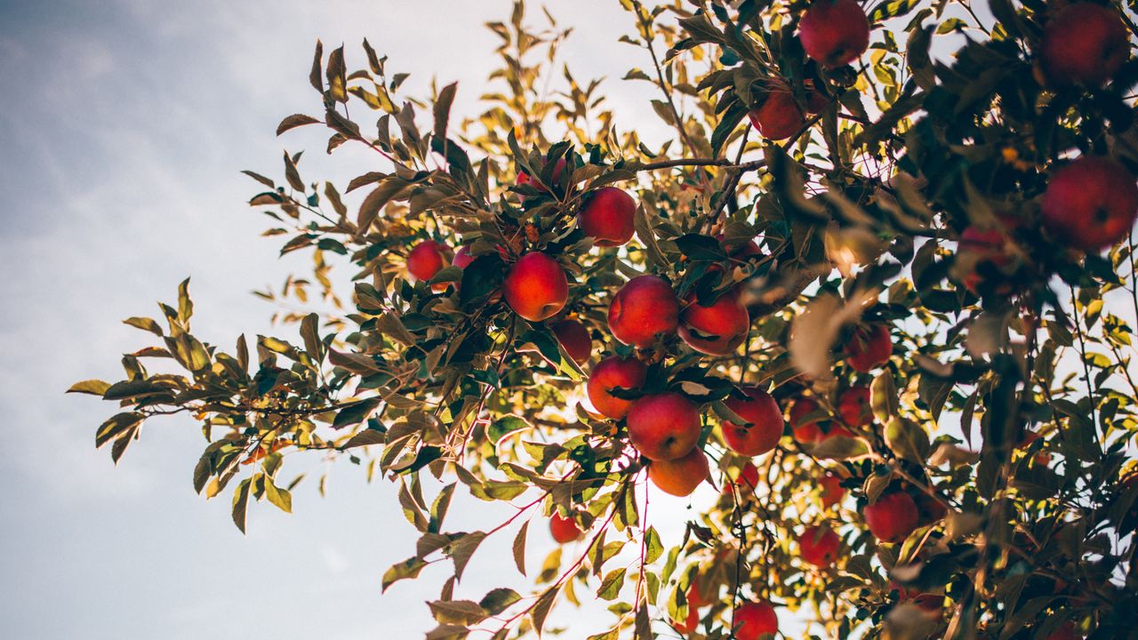 Red apples in a tree