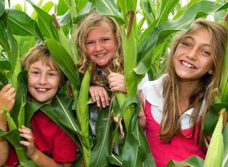 Days Out With The Kids: Millets Farm World War II Maize Maze, Oxfordshire
