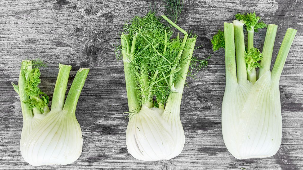 fennel - bulbs lined up on a table