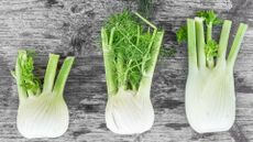 fennel - bulbs lined up on a table