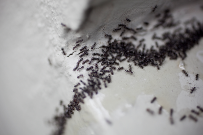 a close up of a colony of ants in the house