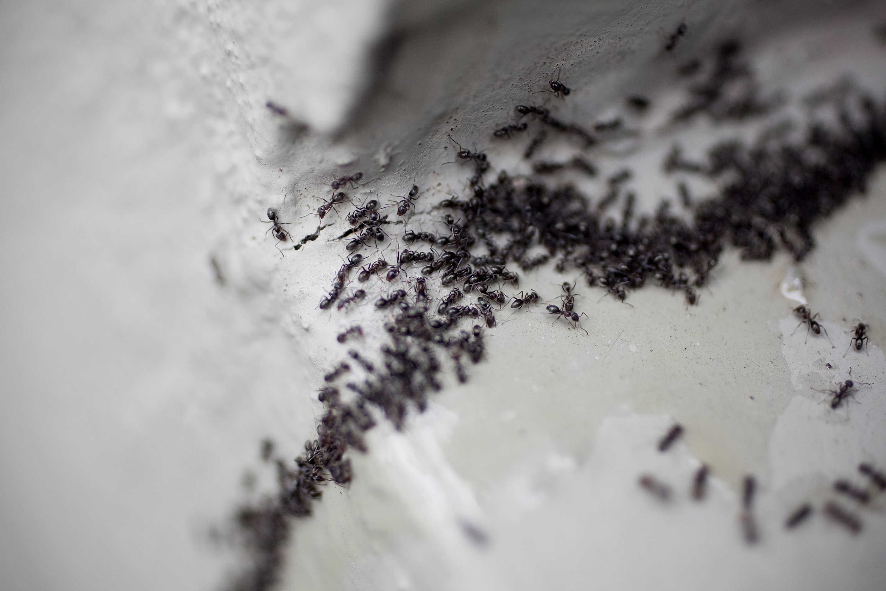 Managing Household Ant