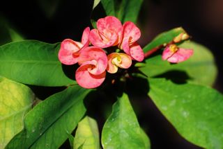 Button like, multi colored, reddish flowers of Crown of Thorns plant