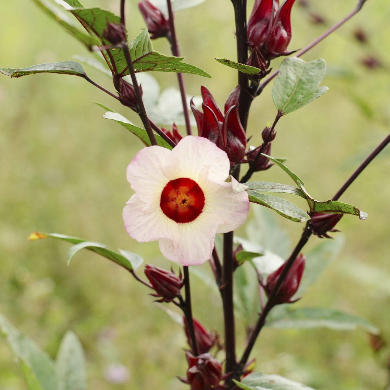 Roselle Plant