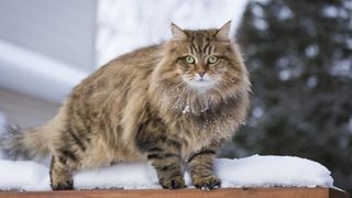 Siberian cat standing in the snow