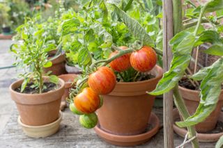 A group of tomato plants in terracotta pots