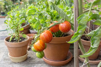 A group of tomato plants in terracotta pots