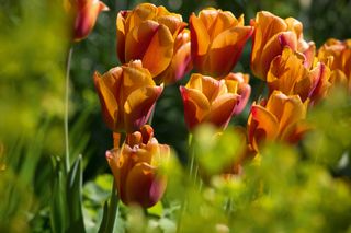 tulips in a spring garden