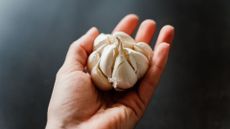 A head of garlic held in the palm of the hand in front of a dark background