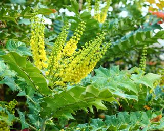 what to plant in December Mahonia Winter Sun
