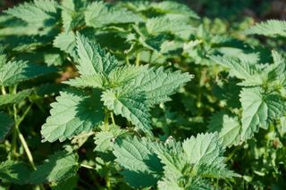 stinging-nettle in the sunshine