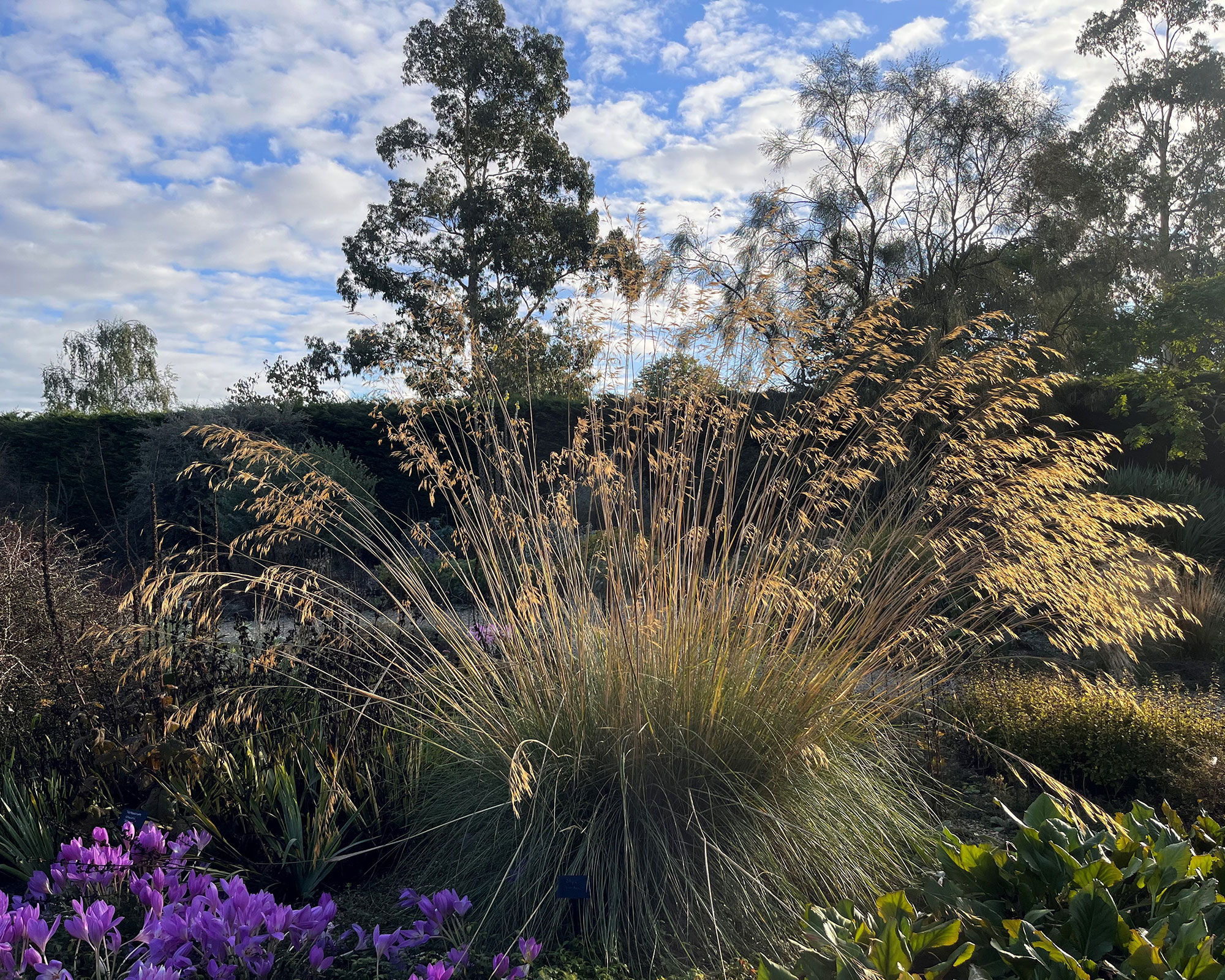 When to Prune Native Grasses: A Guide to Maintaining Your Wild Garden