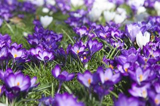 A close up of purple crocus flowers growing on a lawn