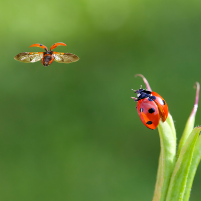 Close-up image of two ladybirds. One in flight and the other on a lead.
