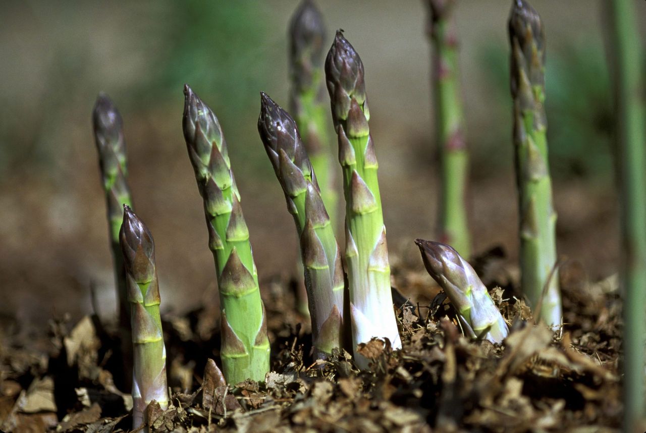 CLOSEUP OF ASPARAGUS SPEARS GROWING IN THE GROUND. H