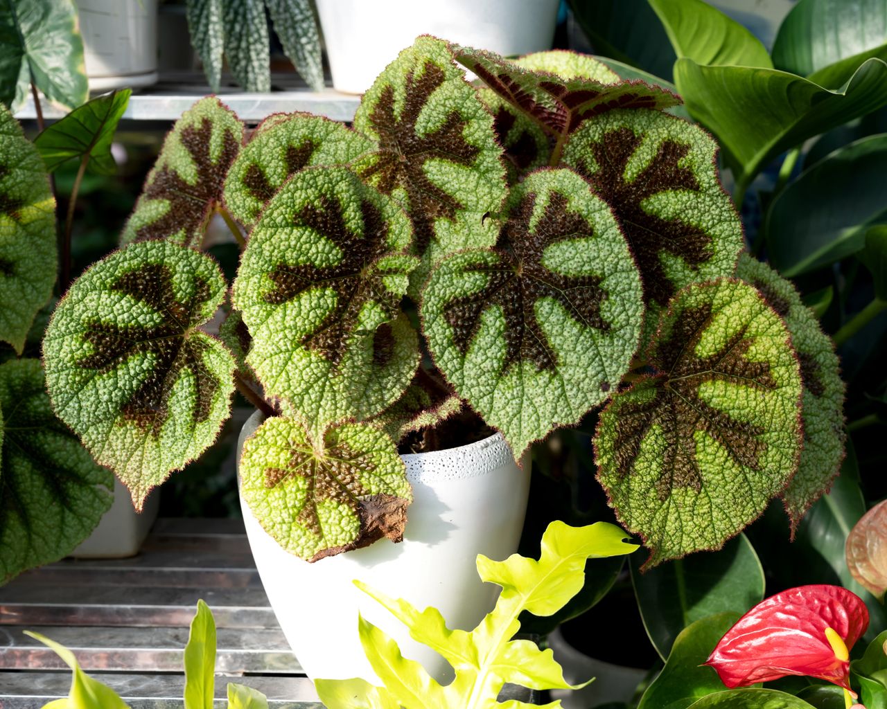 7 Beautiful Begonia Varieties Every Gardener Should Know | Gardening ...