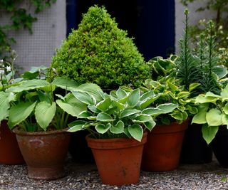 collection of hostas in pots and topiary