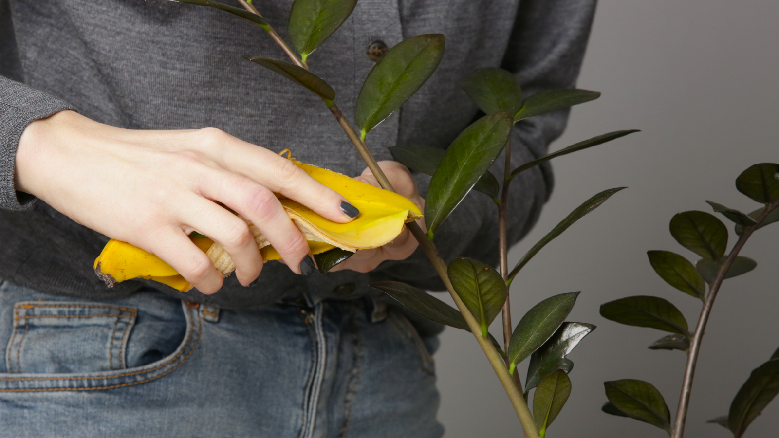 Woman cleaning ZZ plant with banana peel